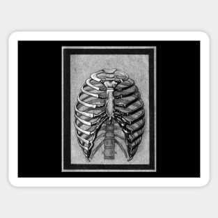 Black and White Skeleton Rib Cage Sticker